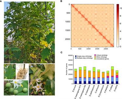 The chromosome-scale reference genome and transcriptome analysis of Solanum torvum provides insights into resistance to root-knot nematodes